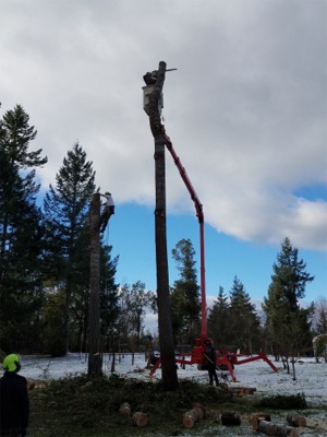 Tacoma Tree Removal Services