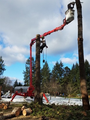 Tacoma Tree Removal Services