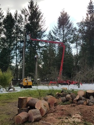 Tacoma Tree Removal Photos Arbor Pro tree lift