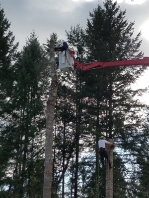 Tacoma Tree Removal Photos Arbor Pro tree lift