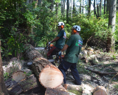 Tacoma Tree Removal Photos