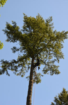 Tacoma tree removal