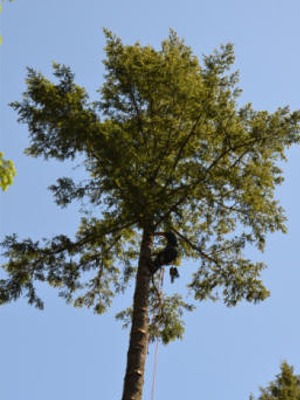 Tacoma Tree Removal Services