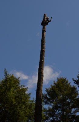 Tacoma tree removal