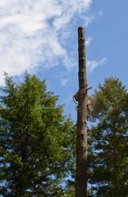 Tacoma tree removal