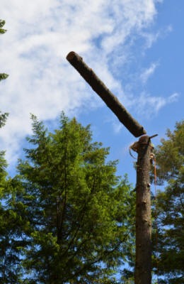 Tacoma tree removal