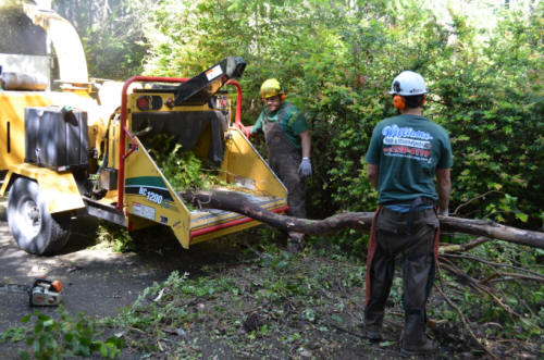 Tacoma stump removal