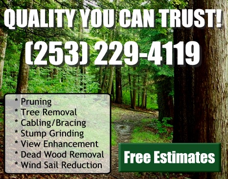 Tacoma Tree Service & Tree Removal, Cabling & Bracing of trees, Stump Grinding, View Enhancement through the removal of trees, Dead Wood Removal